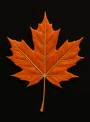 Canadian Orange Podcast maple leaf logo